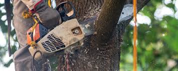 How Our Tree Care Process Works  in  Columbus Grove, OH